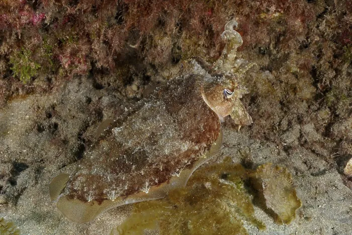 Framed Print : Print of a Camouflaged Cuttlefish, Faro Reef Dive Site Framed Print : Print of a Camouflaged Cuttlefish, Faro Reef Dive Site