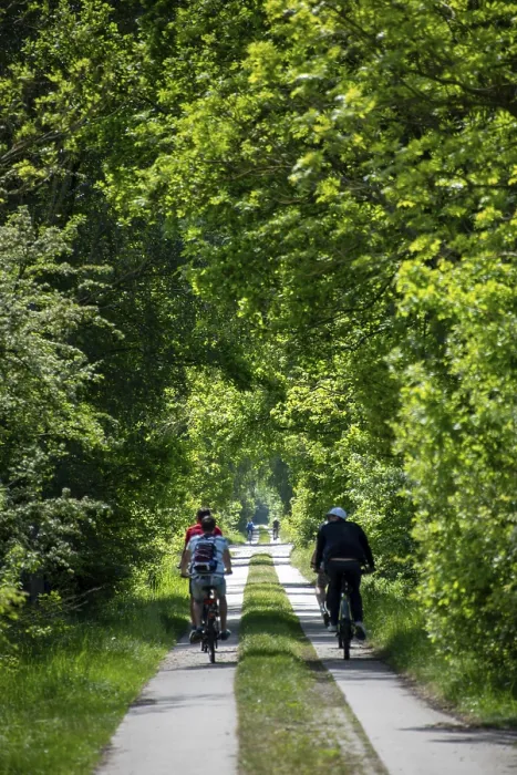 Framed Print : Cyclist Print, tree-lined path in the German countryside Framed Print : Cyclist Print, tree-lined path in the German countryside