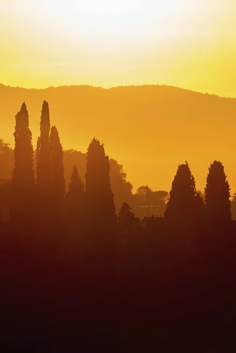 Framed Print : Cypress Trees in Backlit Sunset Print Framed Print : Cypress Trees in Backlit Sunset Print