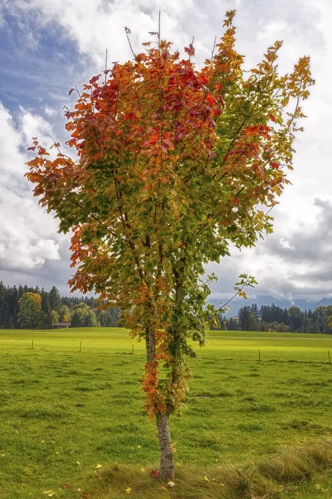 Framed Print : D Tree HDR Print Framed Print : D Tree HDR Print