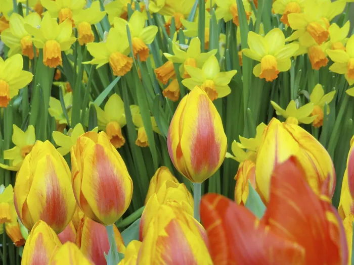 Framed Print : Spring Floral Print with Daffodils and Tulips Framed Print : Spring Floral Print with Daffodils and Tulips
