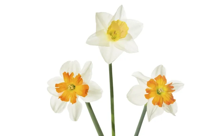 Framed Print : Daffodils Print on White Background