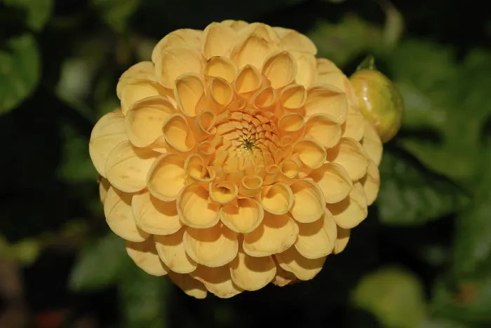 Framed Print : Dahlia Dahlia Print by imageBROKER