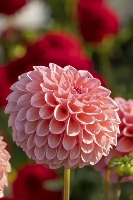 Framed Print : Dahlia Dahlia Print Framed Print : Dahlia Dahlia Print