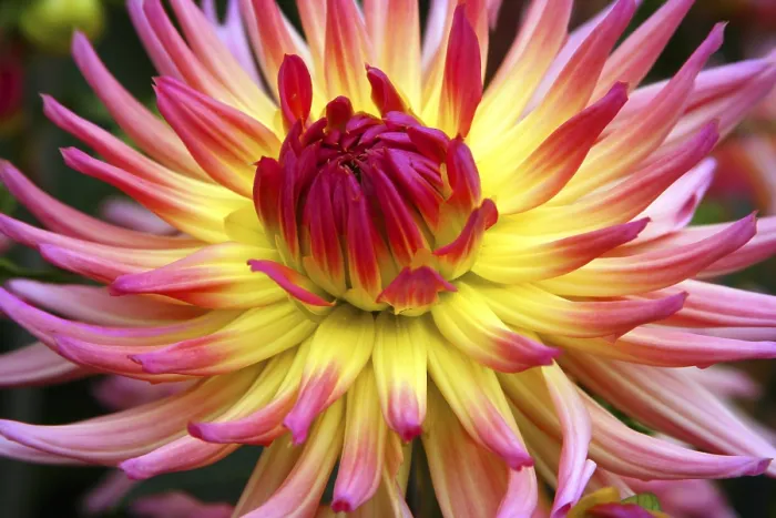 Framed Print : Dahlia Dahlia Print by imageBROKER Framed Print : Dahlia Dahlia Print by imageBROKER