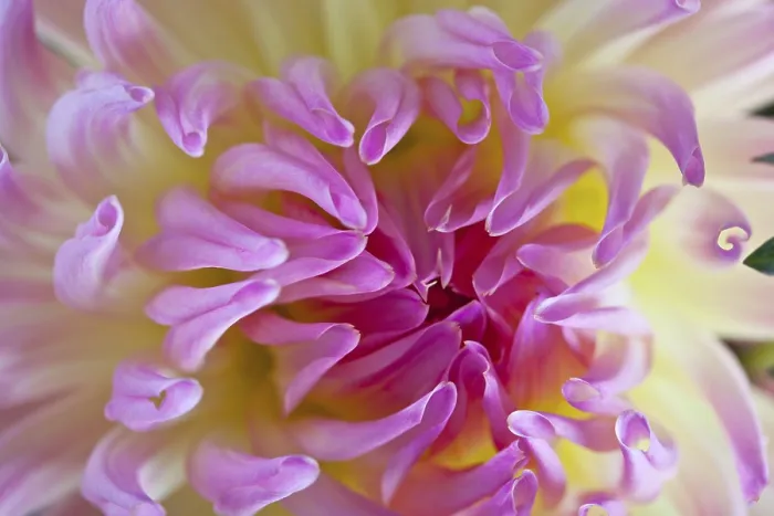 Framed Print : Dahlia Dahlia Print by ImageBROKER