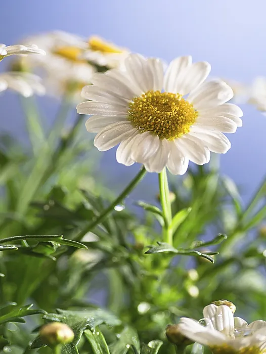 Framed Print : Daisies on a Blue Background Print Framed Print : Daisies on a Blue Background Print