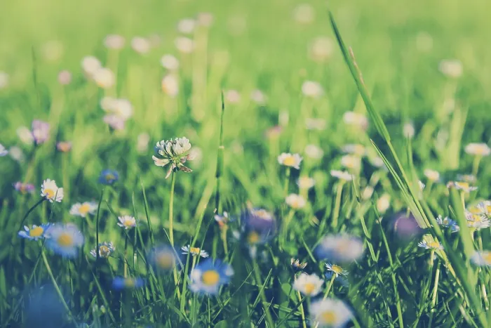 Framed Print : Daisies in the Meadow Print Framed Print : Daisies in the Meadow Print