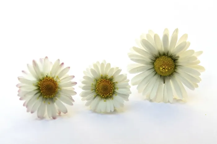 Framed Print : Daisies on White Background Print Framed Print : Daisies on White Background Print