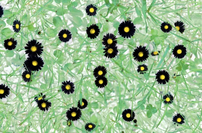 Framed Print : Daisy Daisy Print by ImageBROKER Framed Print : Daisy Daisy Print by ImageBROKER