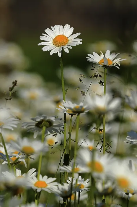 Framed Print : Daisy Flower Print - ImageBROKER Framed Print : Daisy Flower Print - ImageBROKER