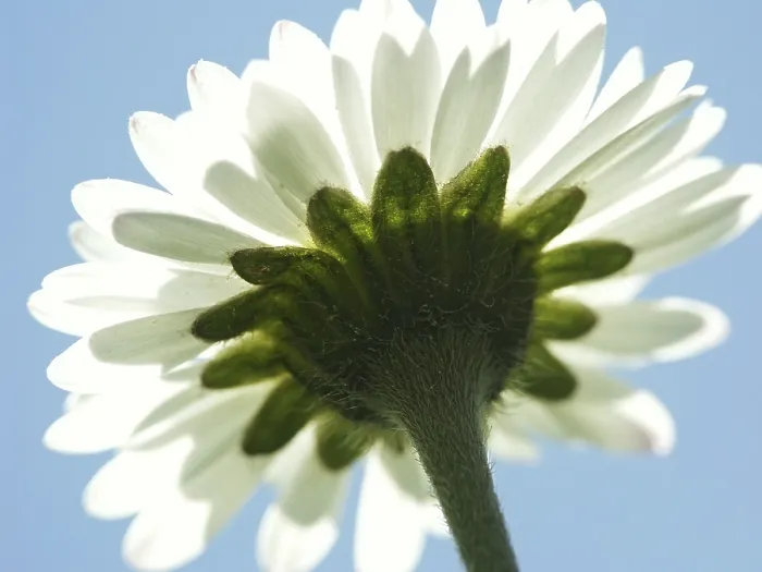 Framed Print : Daisy Macro Print Framed Print : Daisy Macro Print