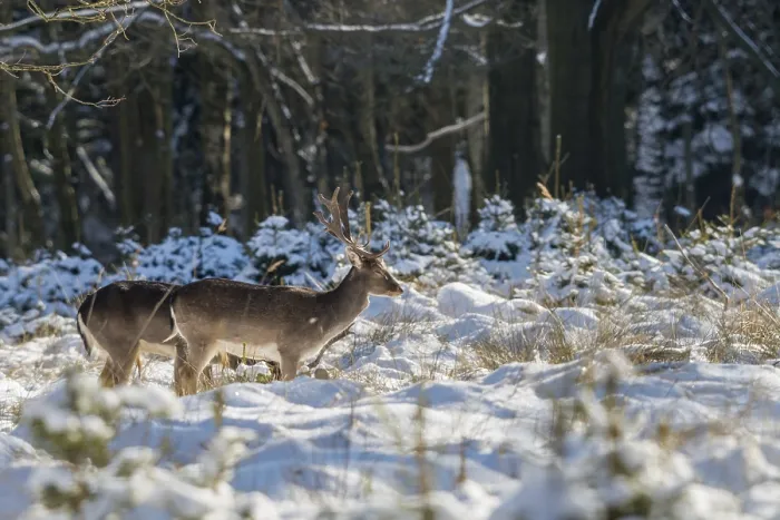 Framed Print : Fallow Deer Print in Winter Landscape Framed Print : Fallow Deer Print in Winter Landscape