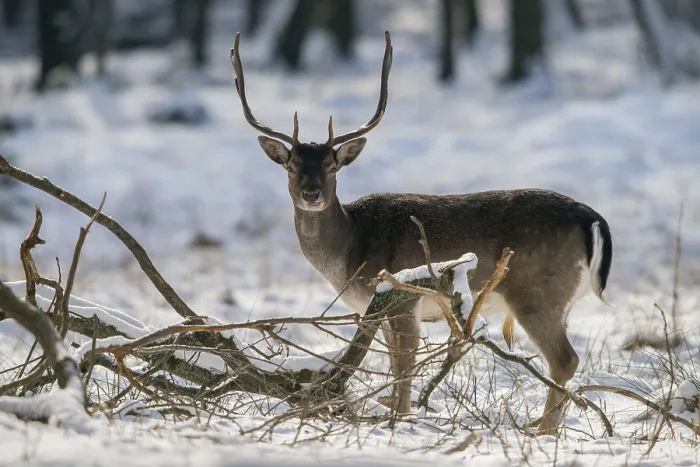 Framed Print : Fallow Deer Print (Dama dama) in Winter