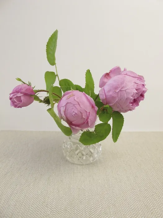 Framed Print : Damask Roses in a Vase Print Framed Print : Damask Roses in a Vase Print