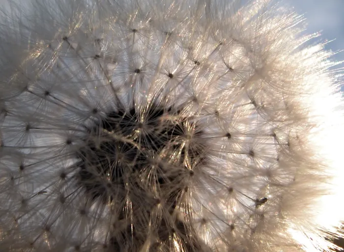 Framed Print : Dandelion Print - Close-up of a Dandelion Flower Framed Print : Dandelion Print - Close-up of a Dandelion Flower