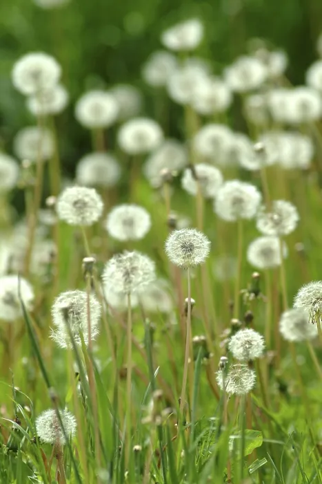 Framed Print : Dandelion Print in a Field Framed Print : Dandelion Print in a Field