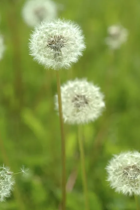 Framed Print : Dandelion Print in Full Bloom Framed Print : Dandelion Print in Full Bloom