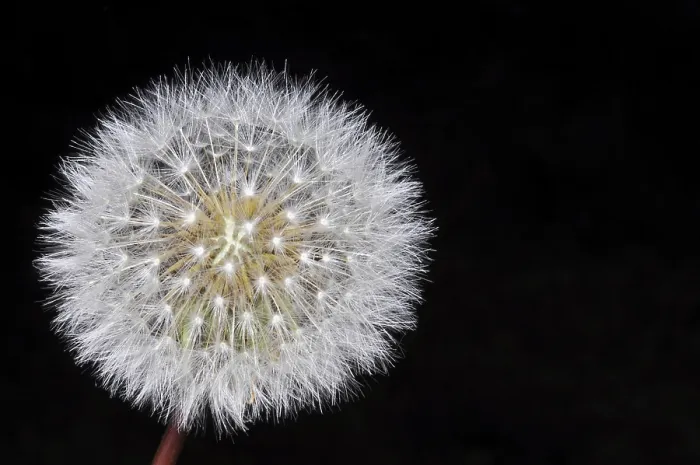 Framed Print : Dandelion Print on Black Background Framed Print : Dandelion Print on Black Background