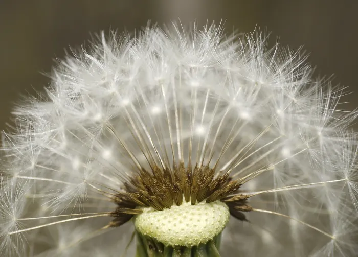 Framed Print : Dandelion Print, Close-Up of Yellow Blooms Framed Print : Dandelion Print, Close-Up of Yellow Blooms