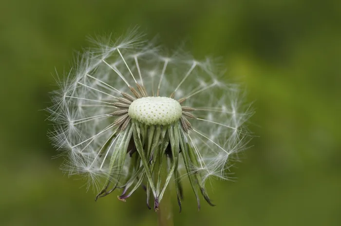 Framed Print : Dandelion Print Framed Print : Dandelion Print