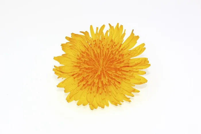 Framed Print : Dandelion Flower Print