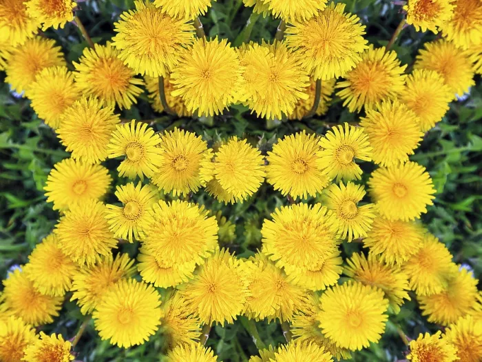 Framed Print : Dandelion Flowers Print - View from Above