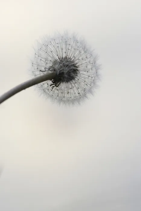 Framed Print : Dandelion Print in Germany Framed Print : Dandelion Print in Germany