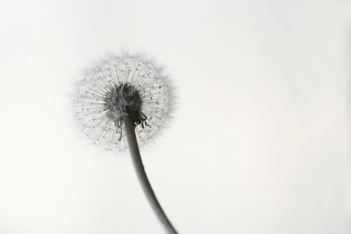Framed Print : Dandelion Print, Germany Framed Print : Dandelion Print, Germany