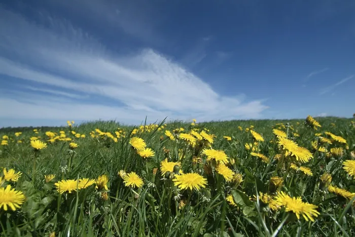 Framed Print : Dandelion Meadow Print Framed Print : Dandelion Meadow Print