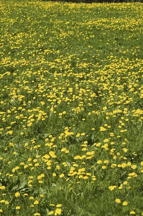 Framed Print : Dandelion Meadow in Spring Print Framed Print : Dandelion Meadow in Spring Print