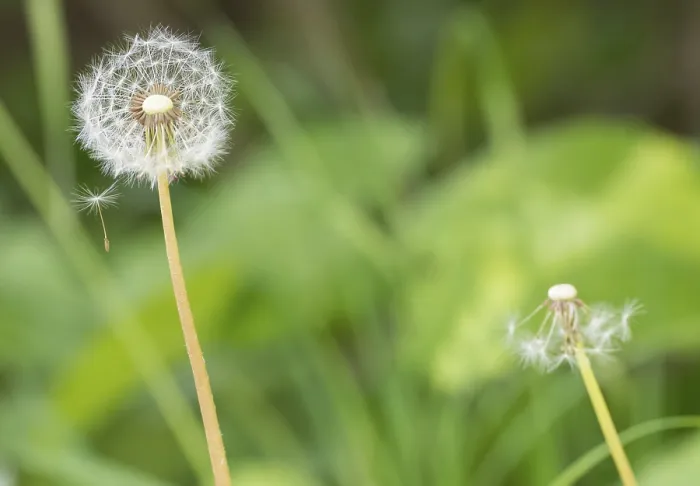 Framed Print : A dandelion with seeds on a flying umbrella, Print Framed Print : A dandelion with seeds on a flying umbrella, Print