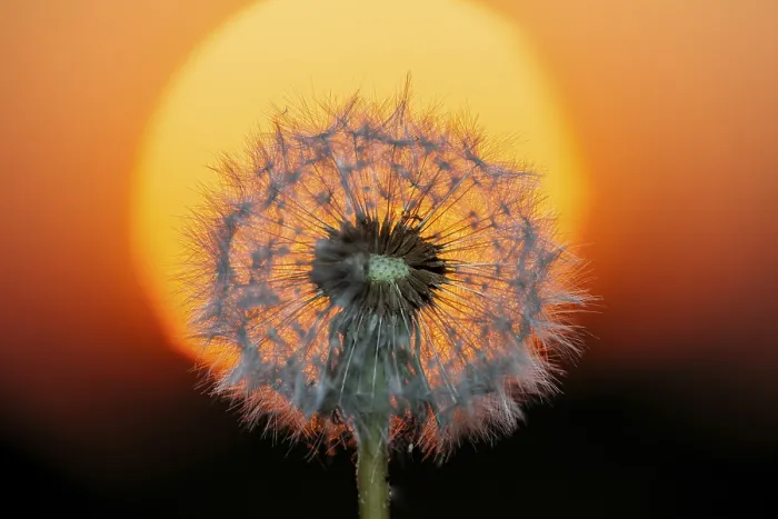 Framed Print : Dandelion at Sunset Print, Germany Framed Print : Dandelion at Sunset Print, Germany