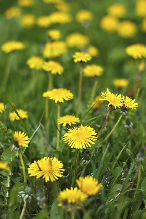 Framed Print : Dandelions in a Meadow Print Framed Print : Dandelions in a Meadow Print