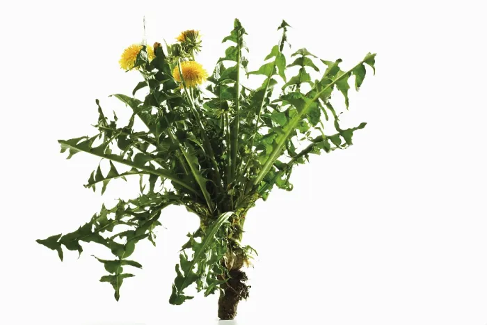 Framed Print : Dandelions with Roots Print Framed Print : Dandelions with Roots Print