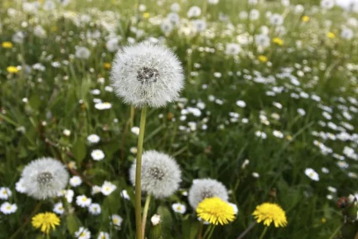 Framed Print : Dandelions in a Spring Meadow Print Framed Print : Dandelions in a Spring Meadow Print