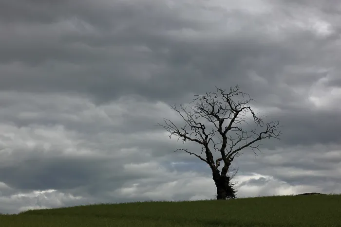 Framed Print : Dead Tree Against Grey Sky, Scotland Print Framed Print : Dead Tree Against Grey Sky, Scotland Print