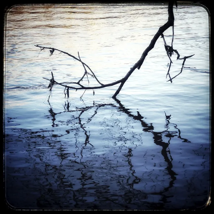 Framed Print : Dead Branch Print: Fallen Tree in a River Framed Print : Dead Branch Print: Fallen Tree in a River