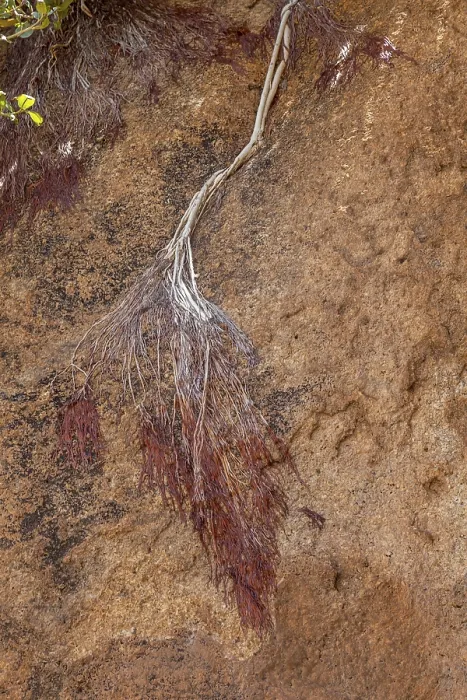 Framed Print : Namibia Landscape Print: Dead Branch on Rock Framed Print : Namibia Landscape Print: Dead Branch on Rock