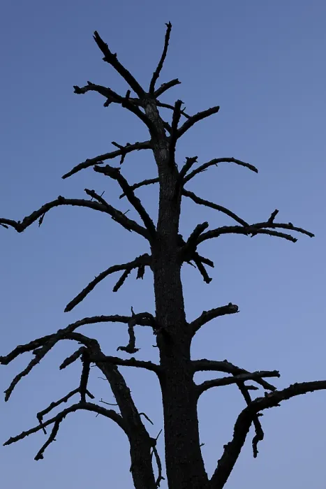 Framed Print : Dead Tree Print