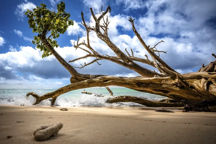 Framed Print : Dead Tree Print on Praslin Beach, Seychelles Framed Print : Dead Tree Print on Praslin Beach, Seychelles