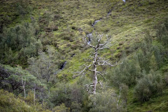 Framed Print : Dead Tree in Landscape, Glen Coe Print Framed Print : Dead Tree in Landscape, Glen Coe Print