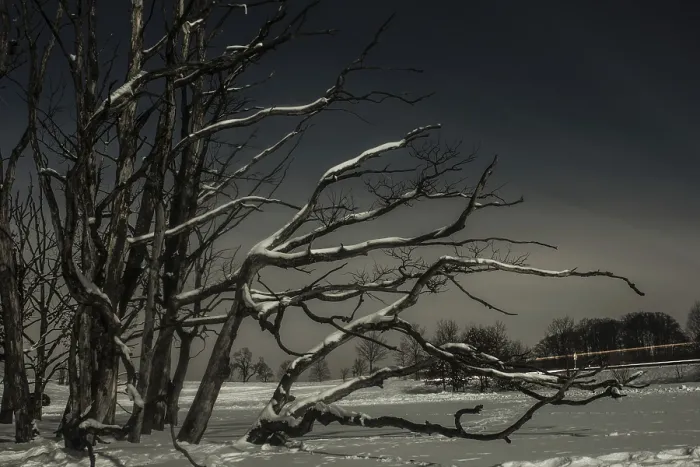 Framed Print : Dead Tree by the Roadside Print, Upper Bavaria, Germany