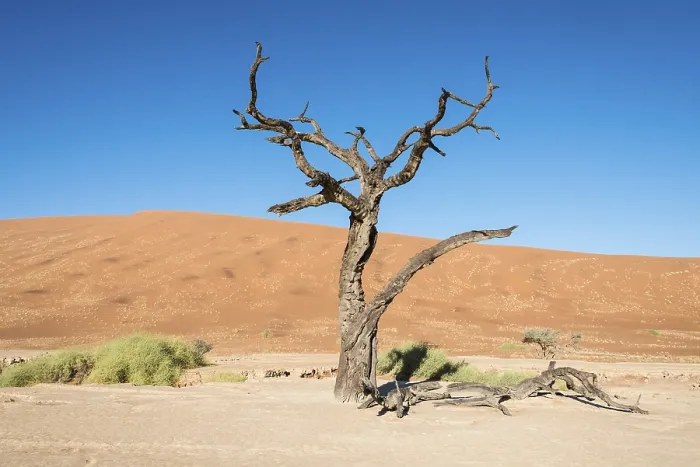 Framed Print : Dead Tree in Deadvlei Print, Namibia Framed Print : Dead Tree in Deadvlei Print, Namibia
