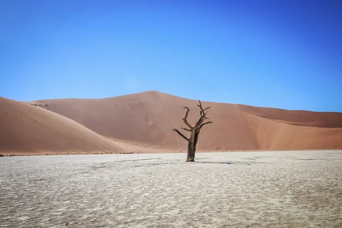 Framed Print : Dead Tree in Sossusvlei Namibia Print