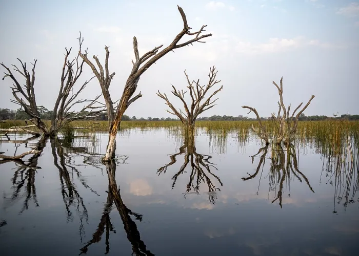 Framed Print : Dead Trees in Thamalakane River, Okavango Delta Print Framed Print : Dead Trees in Thamalakane River, Okavango Delta Print