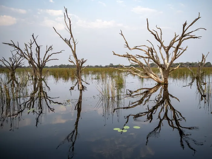 Framed Print : Dead Trees in Thamalakane River, Okavango Delta Print Framed Print : Dead Trees in Thamalakane River, Okavango Delta Print