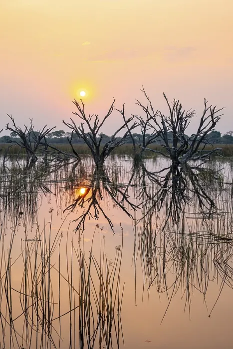 Framed Print : Dead Trees Reflected in the Thamalakane River Print Framed Print : Dead Trees Reflected in the Thamalakane River Print