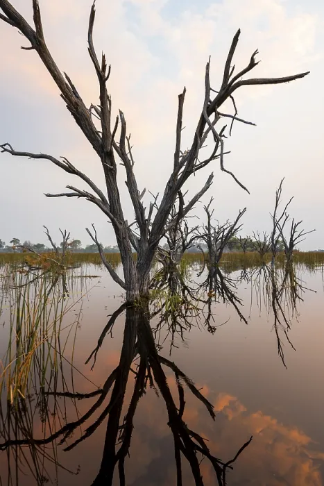 Framed Print : Dead Trees Reflected Print Framed Print : Dead Trees Reflected Print