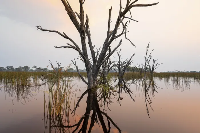 Framed Print : Dead Trees Reflected in Sunset, Okavango Delta Print Framed Print : Dead Trees Reflected in Sunset, Okavango Delta Print